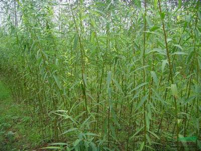 批發(fā)美國(guó)速生竹柳3號(hào) 景觀樹(shù)能源樹(shù) 造林季節(jié)收益高 一個(gè)月內(nèi)包成活率