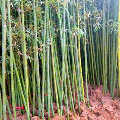 羅漢竹批發(fā)羅漢竹作用羅漢竹種植宿遷誠(chéng)盛園林