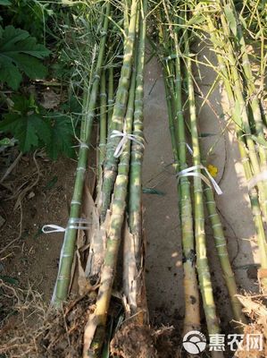 [羅漢竹批發(fā)]羅漢竹價(jià)格25元/棵