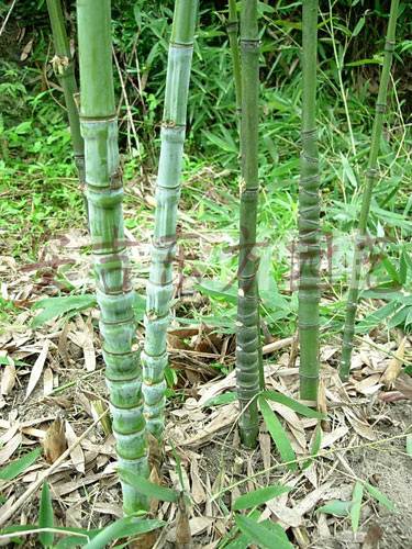 這種竹子生長(zhǎng)在毛竹林,農(nóng)民都想砍掉它,殊不知它能賣1萬(wàn)元