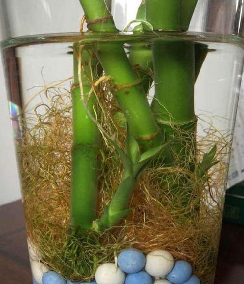 養(yǎng)好富貴竹,放1片 白藥片 ,葉子 綠出水 ,再也不黃葉
