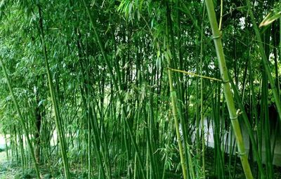 2021年中國(guó)竹產(chǎn)業(yè)十件大事