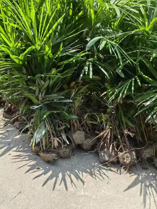 甘肅棕竹批發(fā)60 80高棕竹