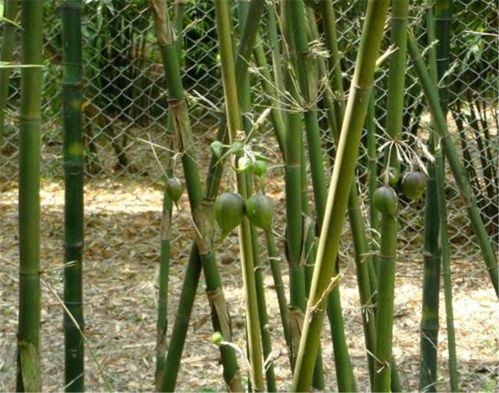南方竹林長有1種 梨 ,以前沒人敢吃,現(xiàn)在100元1斤都賣斷貨
