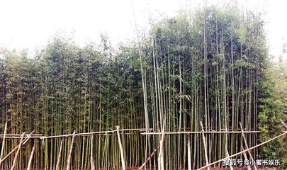 竹子種植方法和注意事項(xiàng)