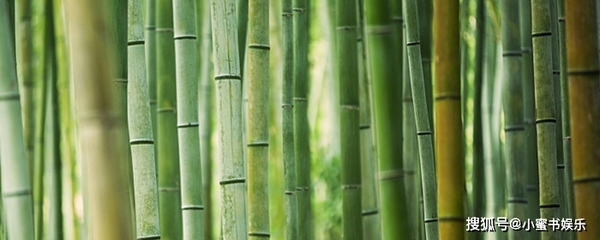 竹子種植方法和注意事項(xiàng)