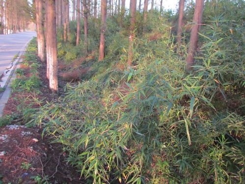 長在路邊的這種野生的類似竹子的植物叫什么啊 俗稱 學(xué)名都可以,做探究性實(shí)驗(yàn)要用,各位請(qǐng)看圖,謝謝啦