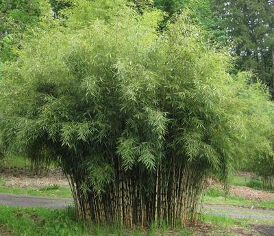 竹子景觀--獨(dú)特的天然隱私保護(hù)和裝飾景觀