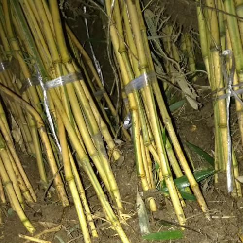 北京君竹JXYZ 竹子園林綠化 綠化工程 金鑲玉竹 金鑲玉竹批發(fā) 金鑲玉竹廠家 北京金鑲玉竹批發(fā) 北京金鑲玉竹廠家