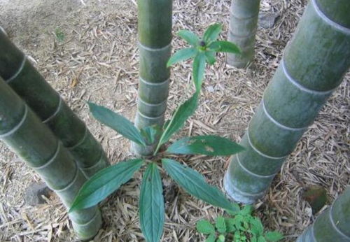 喜歡長在 竹林 的1種野草,長7片葉子開1朵花,很珍貴請保護(hù)