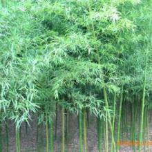 闊葉竹箬竹苗規(guī)格齊全圖片|闊葉竹箬竹苗規(guī)格齊全樣板圖|闊葉竹箬竹苗規(guī)格齊全效果圖片_吉瑞園藝