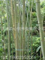 慶元縣雙益竹木制品廠_世界工廠網(wǎng)全球企業(yè)庫