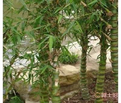 【基地批發(fā)竹類植物羅漢竹盆栽室內(nèi)外觀賞佛肚竹盆栽品種齊全歡迎選】沭陽(yáng)縣圣地苗木種植專業(yè)合作社 - 產(chǎn)品庫(kù)