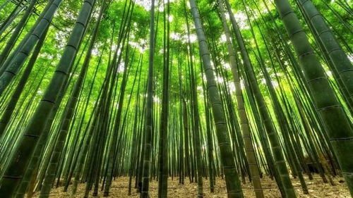 竹子當(dāng)鋼筋用,難道竹子不會(huì)腐爛 為何卻有人應(yīng)邀做這種無(wú)稽之事