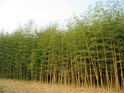 金鑲玉竹、剛竹子、青竹子、紫竹、早園竹、慈孝竹、佛肚竹、鳳尾竹、毛竹、箬竹、淡竹、鋪地竹賽錦園林批發(fā)