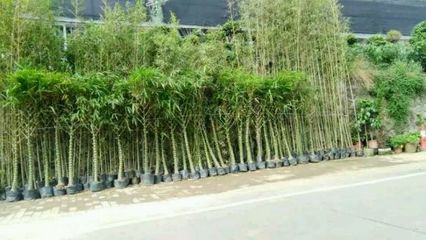 羅漢竹,琴絲竹,小青竹,剛竹。