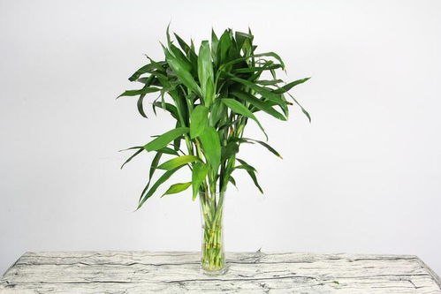 種植富貴竹,總是黃葉 爛根,加點(diǎn)兒 料 ,枝繁葉茂,還會(huì)開花