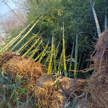 小竹子價(jià)格