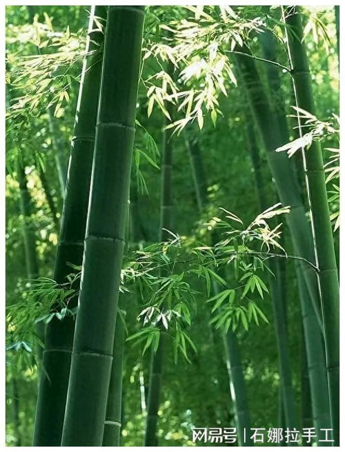 時(shí)文選粹 逃票四十三年 補(bǔ) 回心安,是什么原因