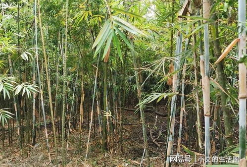 麻竹種植時這四個細(xì)節(jié)非常關(guān)鍵,很多人都不明白,難怪發(fā)芽率不高