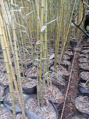 竹子多少錢一棵?竹子怎么種、什么時(shí)候種?