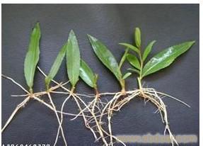給河北中綠林木種植的美國(guó)竹柳的栽培技術(shù)留言_產(chǎn)品詢價(jià)_詢價(jià)留言