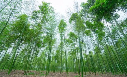 蒲江櫻桃 明月雷竹筍入選2021年首批國家農(nóng)產(chǎn)品地理標(biāo)志登記產(chǎn)品