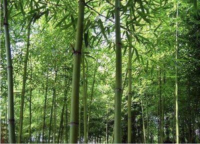 “門前不栽竹,房后不栽樹”,這四個(gè)地方不能種竹子,看完有數(shù)了