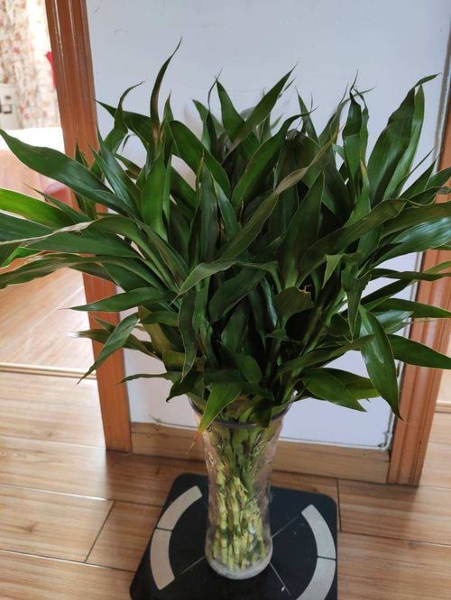 吊蘭掐個小芽,丟水里養(yǎng)兩天,長出修長人參根