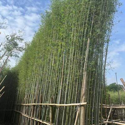 4公分以下8~10公分竹子4公分以下8~10公分竹子供應(yīng)_4公分以下8~10公分竹子_4公分以下8