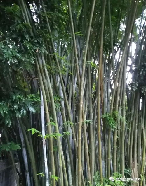 24種常用竹子,你認(rèn)識幾種