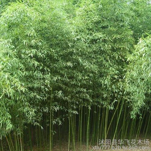 【竹子 剛竹 毛竹 淡竹 紫竹 早園竹 綠化竹子批發(fā)】價格_廠家_圖片