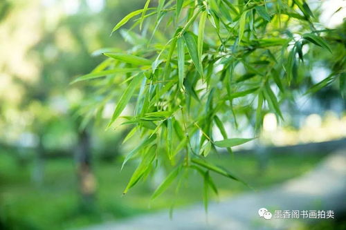 國畫教程 各種竹葉的畫法,簡單易學(xué)