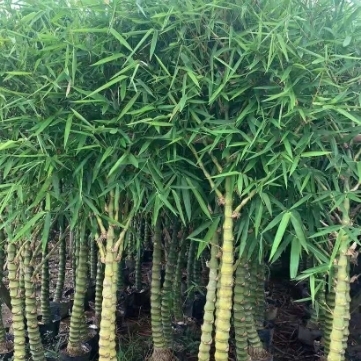 容器苗產(chǎn)地直銷佛肚竹苗 羅漢竹苗