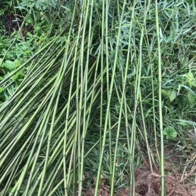 【綠化竹子 江蘇綠化竹子批發(fā)供應 金鑲玉竹基地種植基地】 - 青州市泳澤花卉苗木園藝場