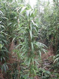 茶稈竹 盆栽或地栽