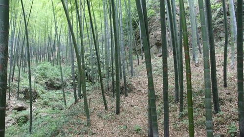 俗語 門前種竹,子孫享福 ,老祖宗們?yōu)槭裁磿羞@樣的說法呢