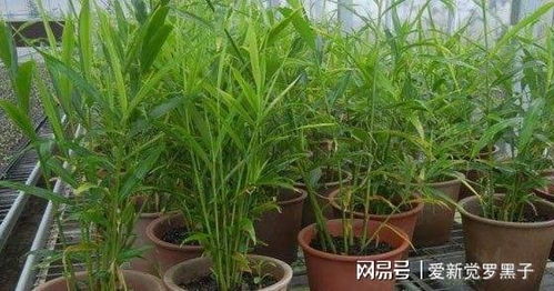 舊油桶里種棵姜,一收就是一籮筐,鮮姜驅(qū)寒還抗病,比老姜作用大