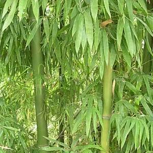 供應(yīng)橄欖竹|安吉竹林綠化推廣中心供應(yīng)信息|竹類植物供應(yīng)|園林網(wǎng)