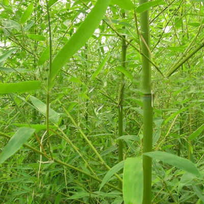 出售金鑲玉竹 清水淡竹 青竹苗 凈化空氣 量大價格優(yōu)惠|供應產(chǎn)品|沭陽縣大毅苗圃