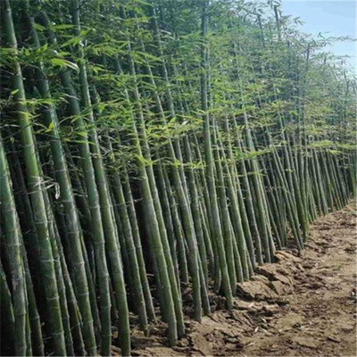 唐山翠竹供應(yīng) 綠化竹子小苗批發(fā) 金鑲玉竹基地種植基地
