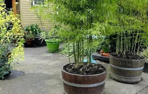 春天養(yǎng)花小知識 別再急著修剪枝丫,3種情況要學(xué)會區(qū)別對待