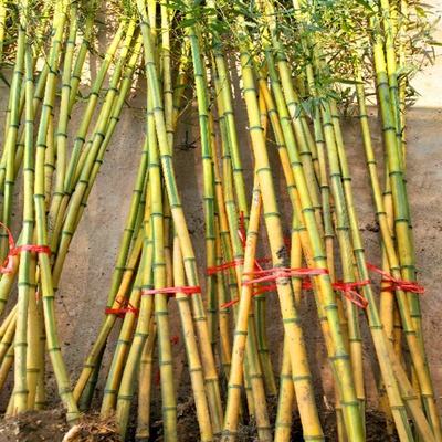 [金鑲玉竹批發(fā)]浙江杭州上城區(qū)竹子 4.50元/棵金鑲玉竹黃金間 _ 一畝田