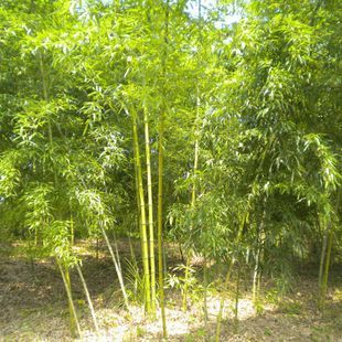 安吉縣竹盛苗圃供應紅竹另紫竹龜甲竹等近百種觀賞竹可設(shè)計施工