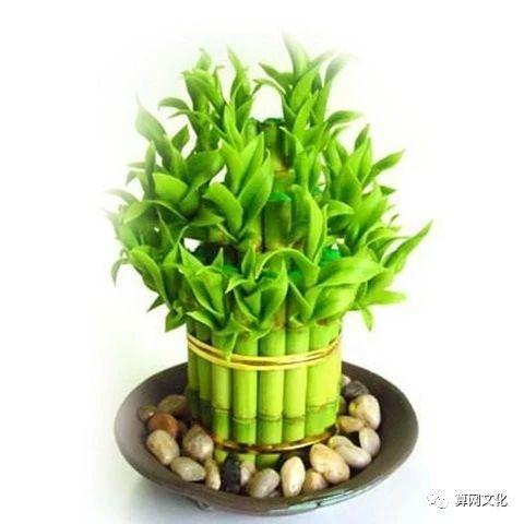 錯(cuò)用風(fēng)水物品,旺運(yùn)不成反招禍,趕緊來看看你擺對了沒