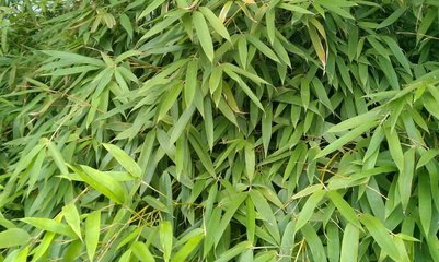 院子里怎樣種竹子,千萬不能忽略這兩點!