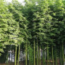 【觀賞竹子價(jià)格,山東竹子種植基地,茗茜竹子基地圖片】觀賞竹子價(jià)格,山東竹子種植基地,茗茜竹子基地 - 青州市茗茜花卉苗木專業(yè)合作社