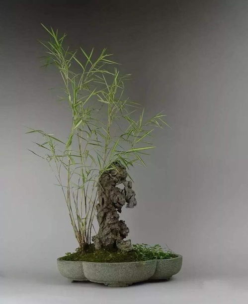 秀氣小竹子,配上怪異石頭,養(yǎng)盆里,種出的竹盆景比文竹吸引人 網(wǎng)易訂閱
