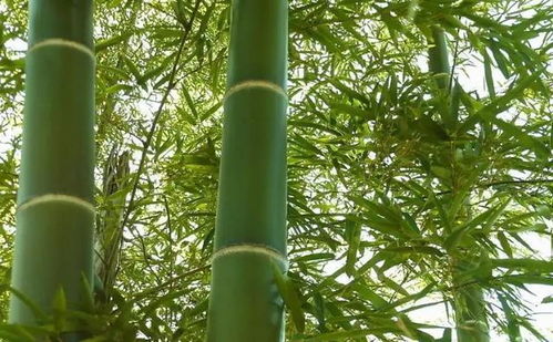 門(mén)前種竹做人狠毒 這句俗語(yǔ)有道理嗎,前人的智慧不可小看