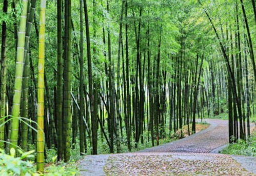 喜歡種植竹子,不用愁沒(méi)院子,將這3樣盆栽,輕松打造出雅致盆景
